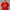 Boys Cotton Crew Neck Graphitee