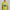 Boys Cotton Crew Neck Graphitee