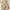 Order Now Women Tropical Relaxed Regular Fit High Rise Casual Wear Fashion Shorts by Style Union